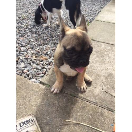 French bulldog