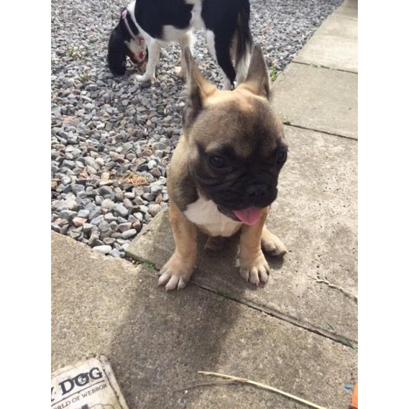 French bulldog