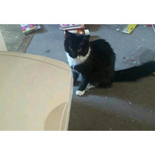 6 month old kitten