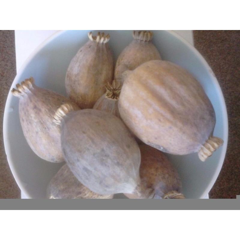 Dried Poppy Pods