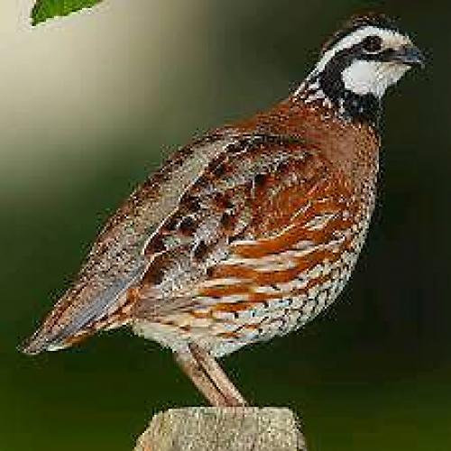 Bobwhite quail