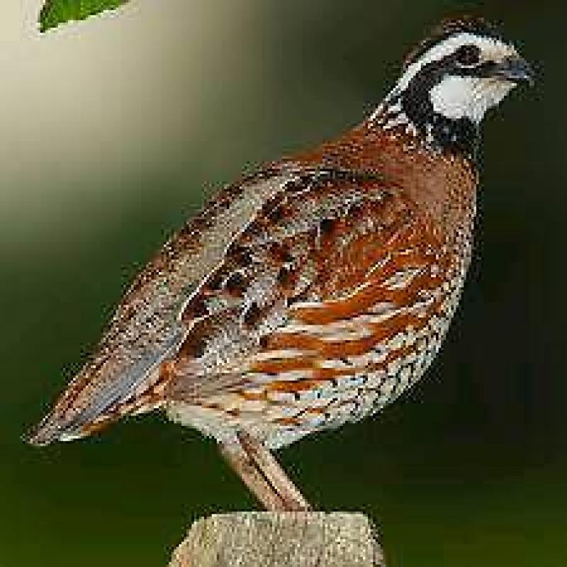 Bobwhite quail