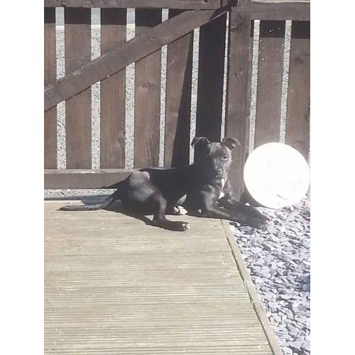6 month old Staffy Puppy