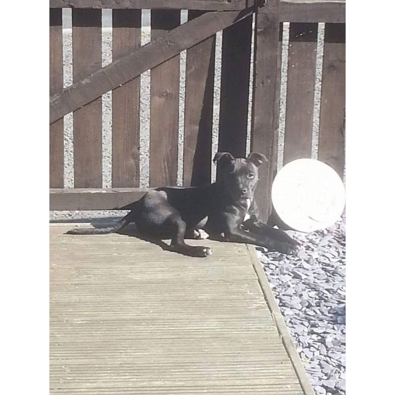 6 month old Staffy Puppy