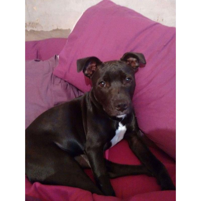 6 month old Staffy Puppy