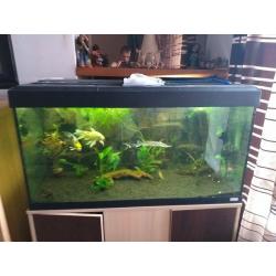fluval aquarium with stand and large external filter