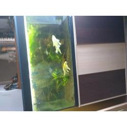 fluval aquarium with stand and large external filter