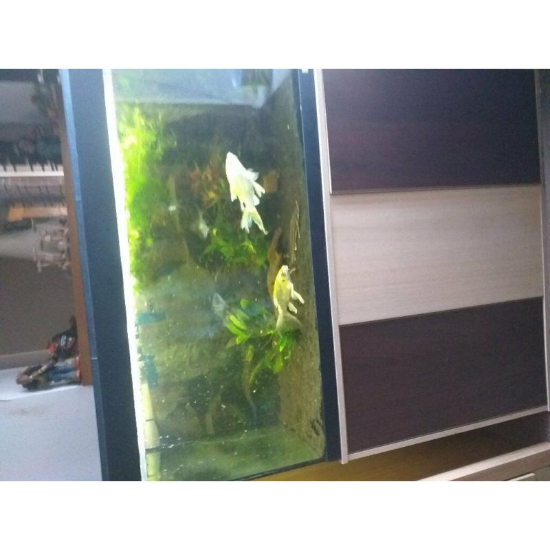 fluval aquarium with stand and large external filter