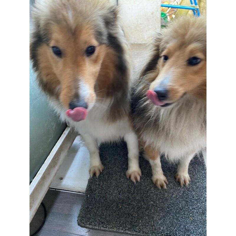 Shetland sheep dog