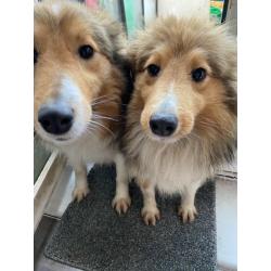 Shetland sheep dog