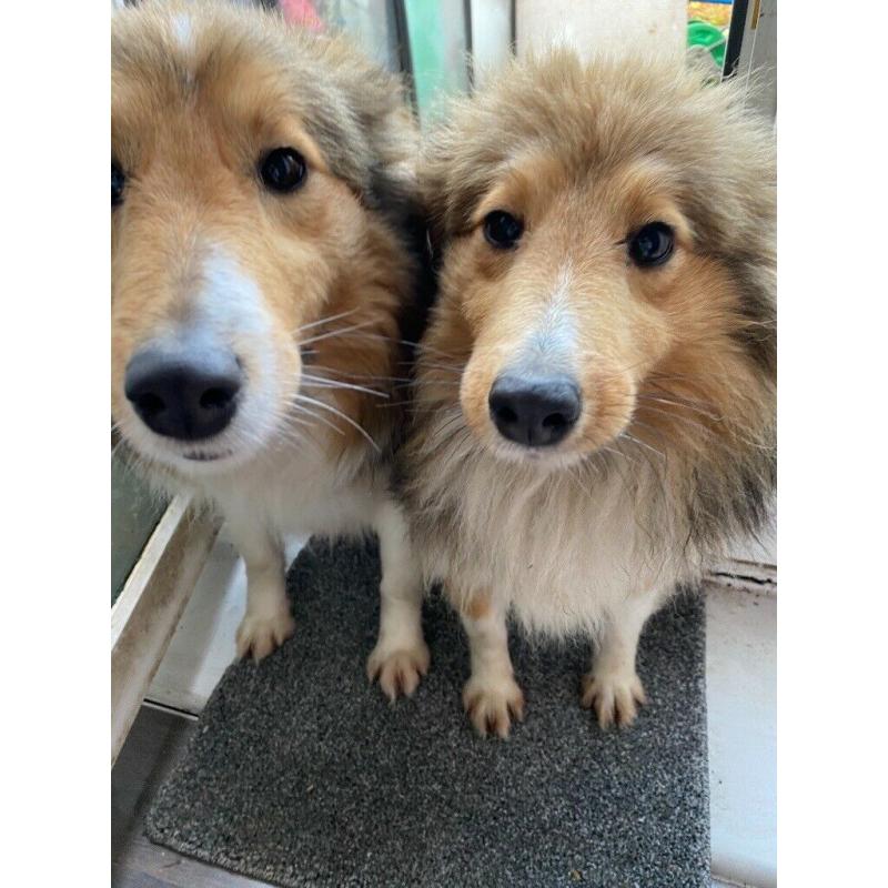 Shetland sheep dog
