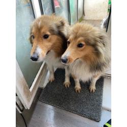 Shetland sheep dog