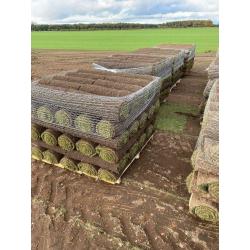 Premium lawn turf