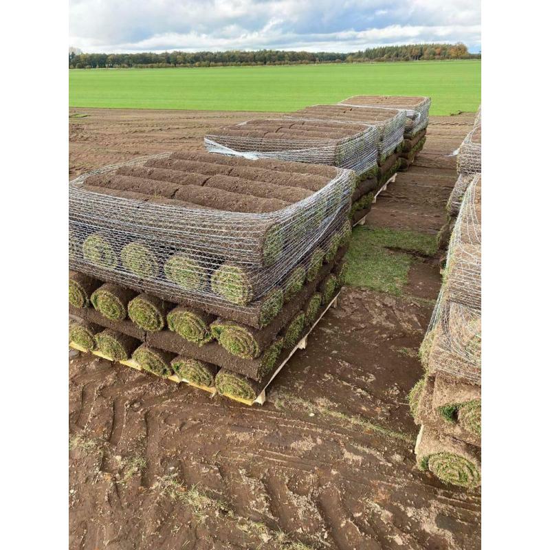 Premium lawn turf