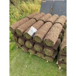 Premium lawn turf