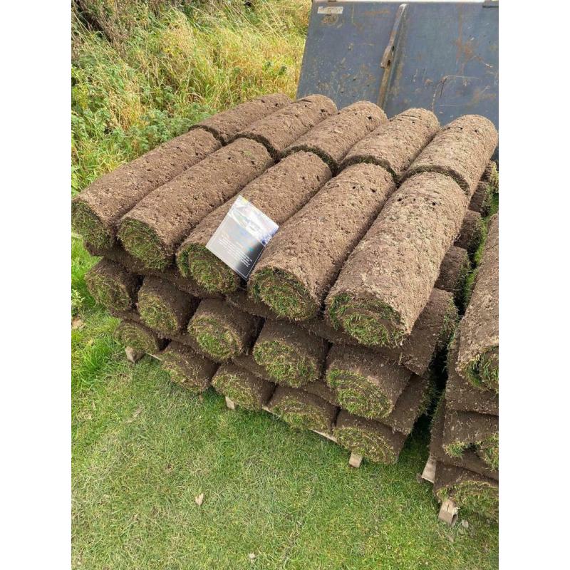 Premium lawn turf