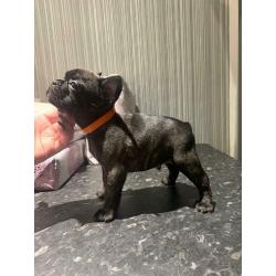 Remaining french bulldog pup