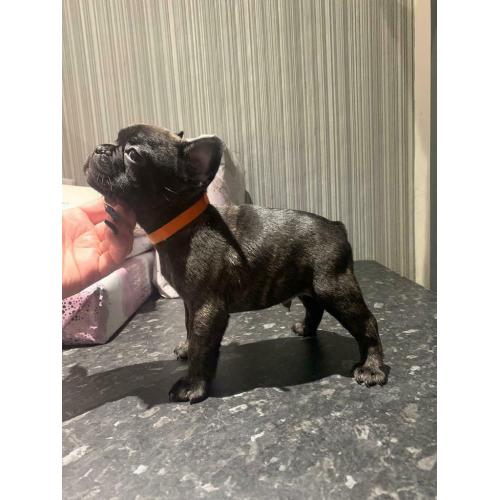 Remaining french bulldog pup