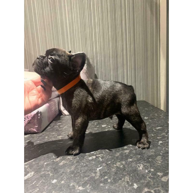 Remaining french bulldog pup
