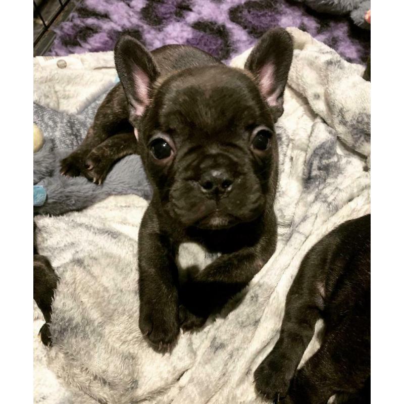 Remaining french bulldog pup