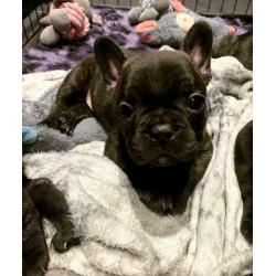 Remaining french bulldog pup