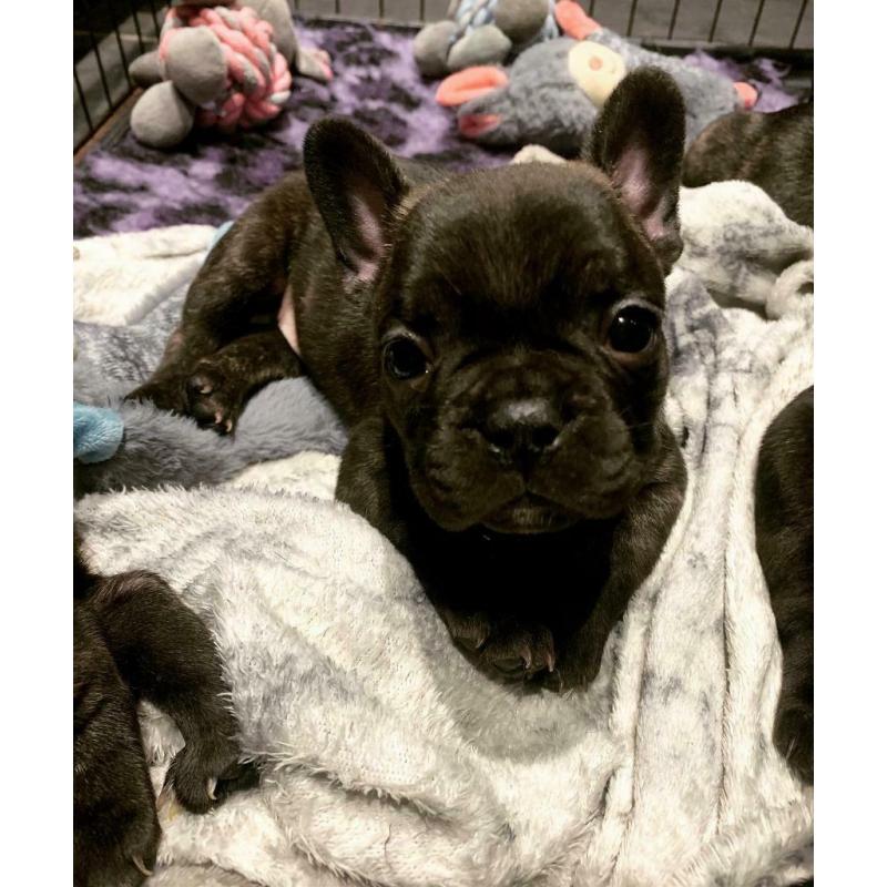 Remaining french bulldog pup