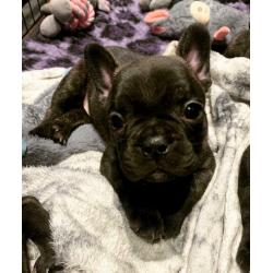 Remaining french bulldog pup