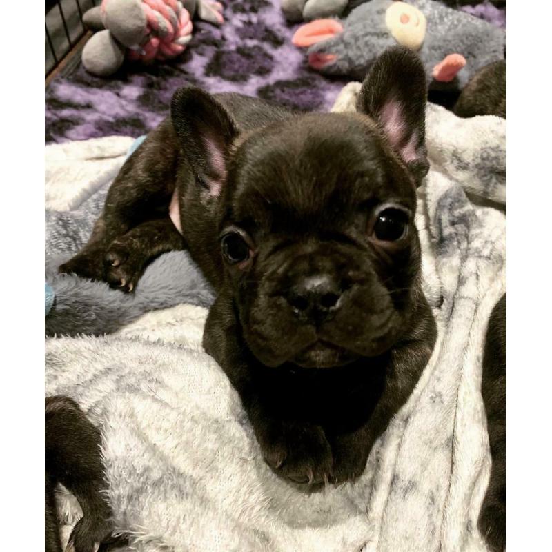 Remaining french bulldog pup
