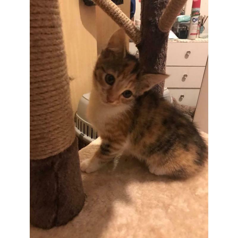 2 beautiful kittens for sale ?380 Each