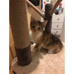 2 beautiful kittens for sale ?380 Each