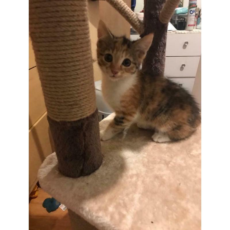 2 beautiful kittens for sale ?380 Each