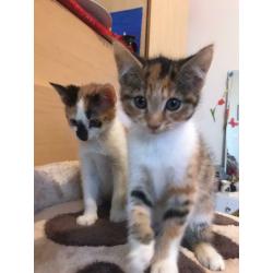 2 beautiful kittens for sale ?380 Each