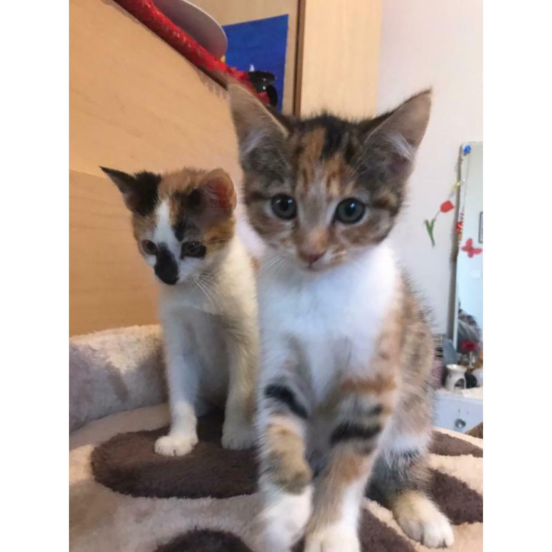 2 beautiful kittens for sale ?380 Each