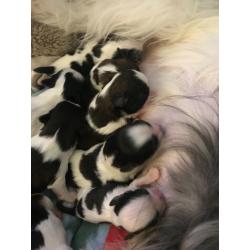 Shih tzu puppies only 2 girls left