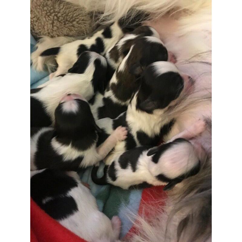 Shih tzu puppies only 2 girls left