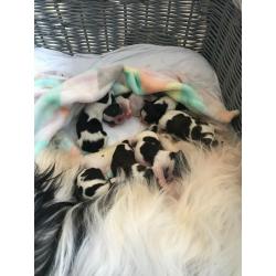Shih tzu puppies only 2 girls left