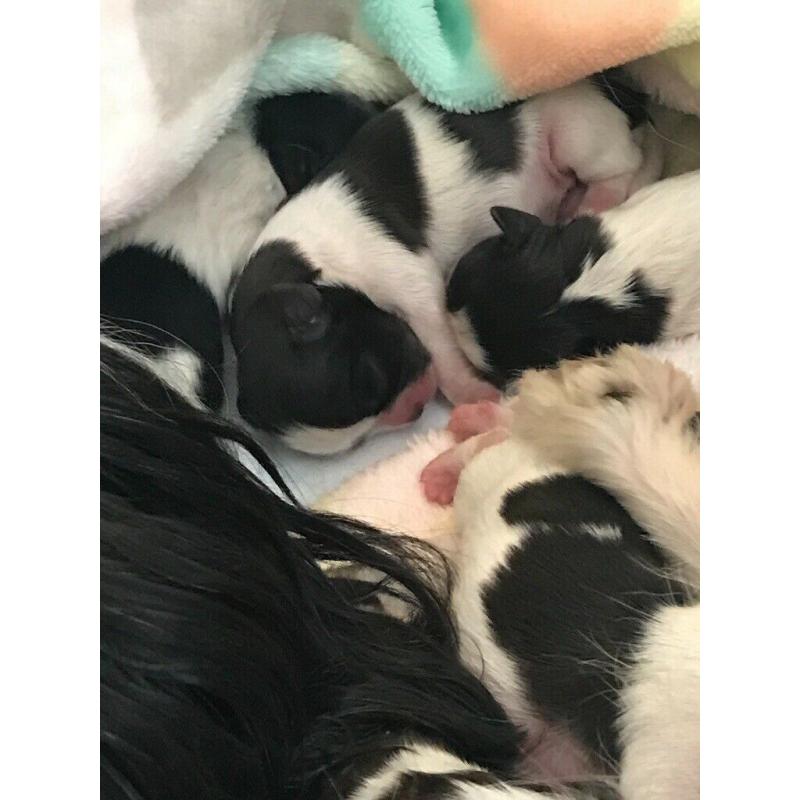 Shih tzu puppies only 2 girls left