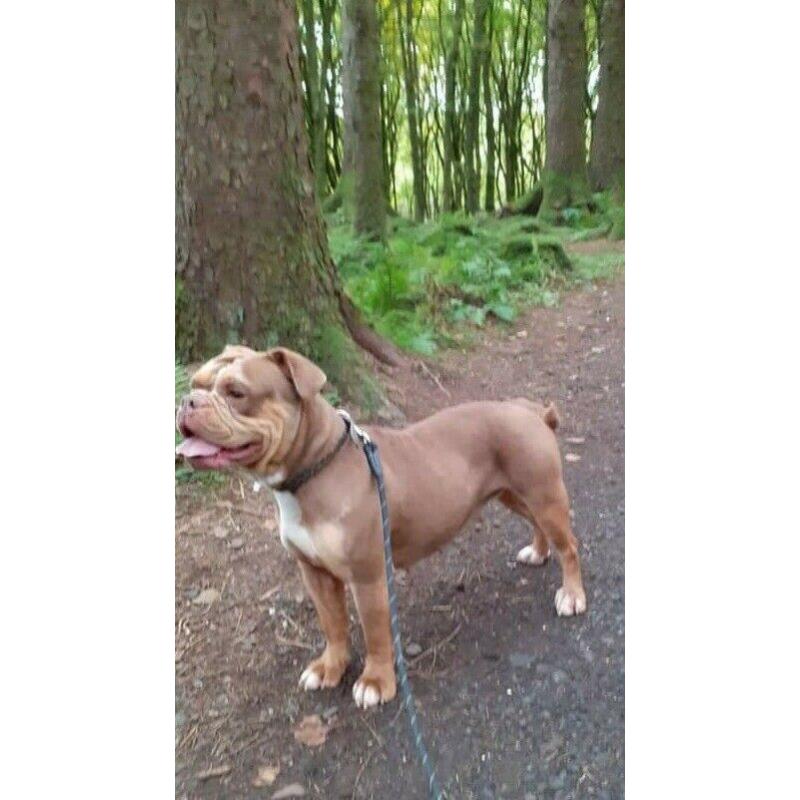 Olde Tyme Bulldog