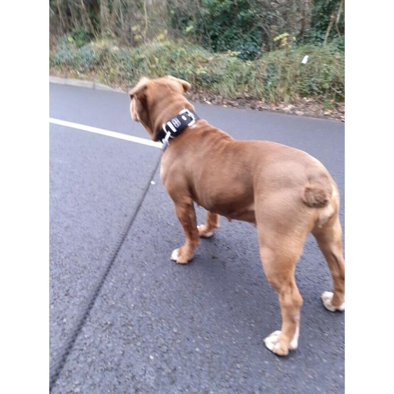 Olde Tyme Bulldog