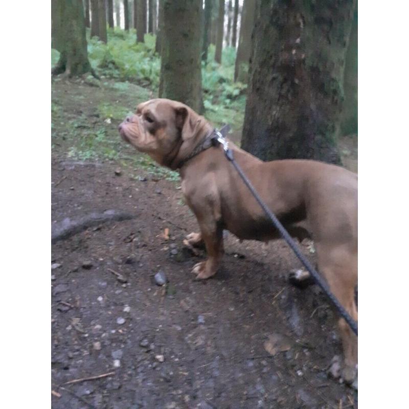 Olde Tyme Bulldog