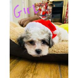 Malshi fur babies available