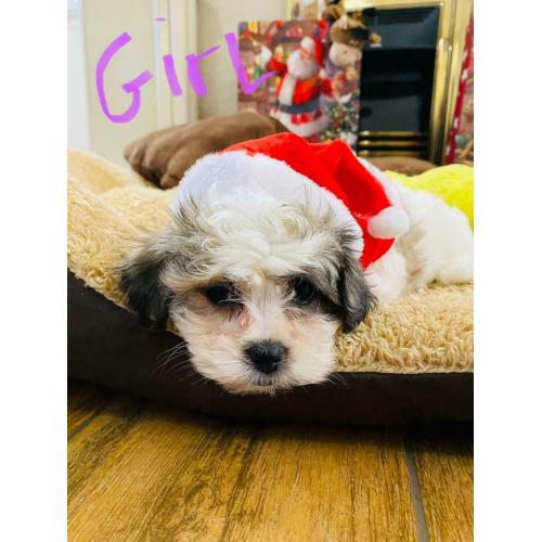 Malshi fur babies available