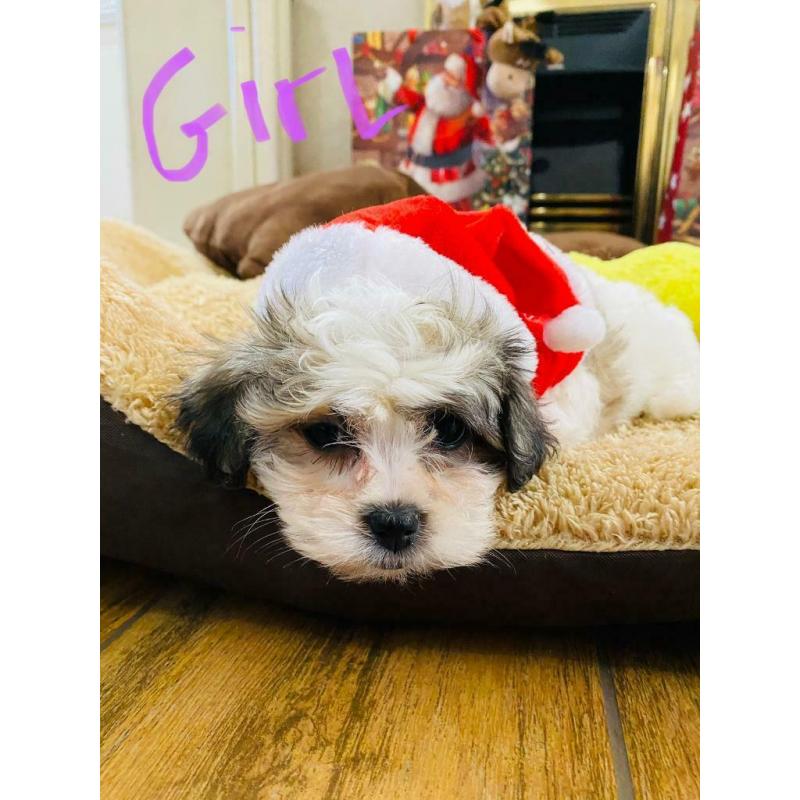 Malshi fur babies available