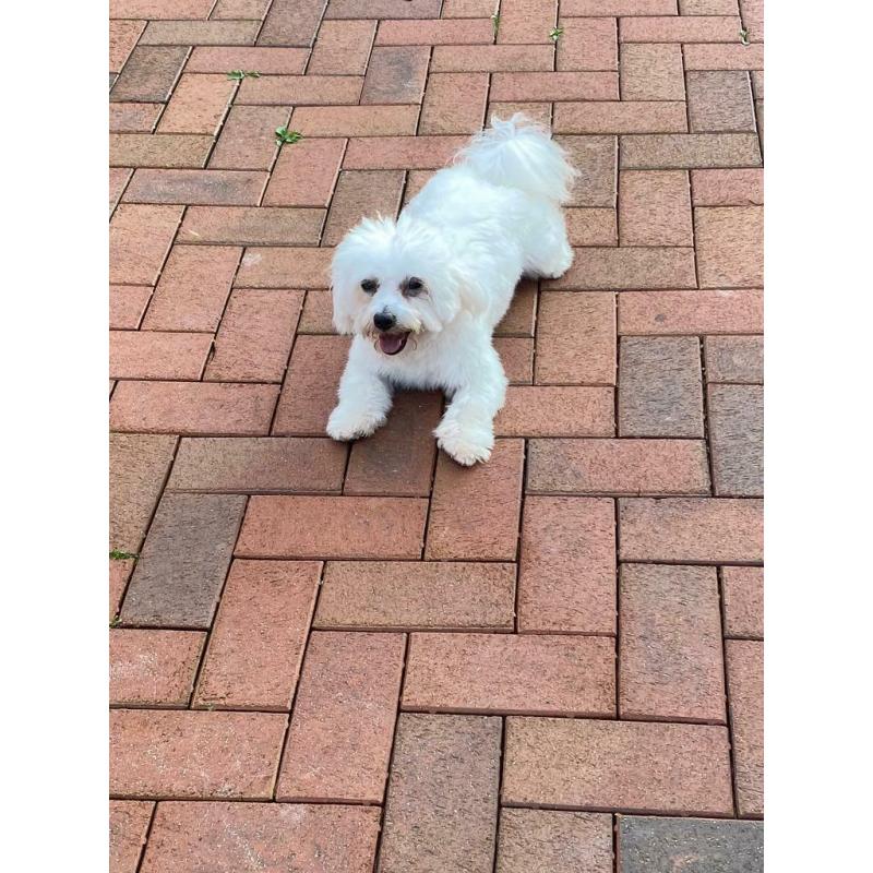 Malshi fur babies available