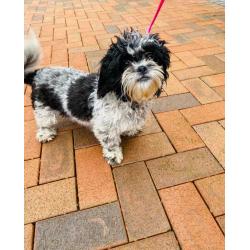 Malshi fur babies available