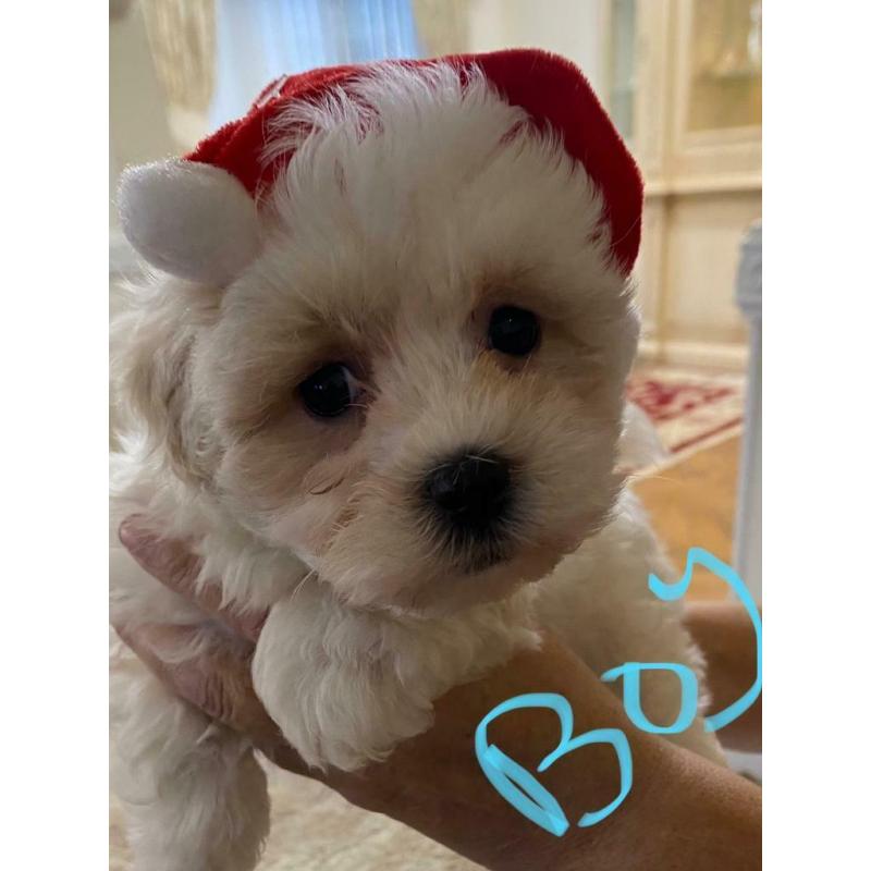 Malshi fur babies available