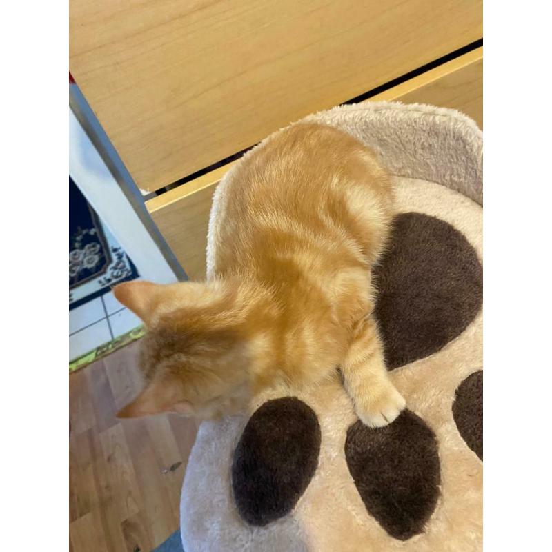Half Bengal kittens (I left)