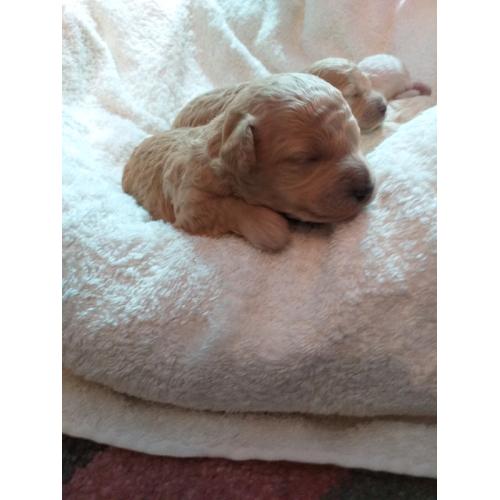 Toy poodle puppies