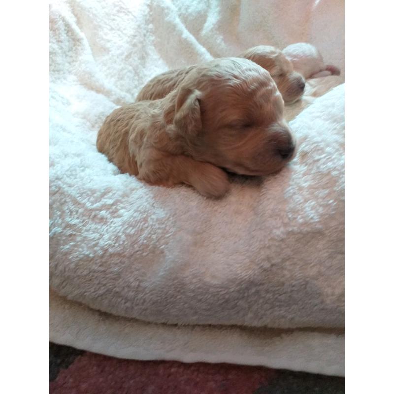 Toy poodle puppies