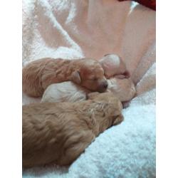 Toy poodle puppies
